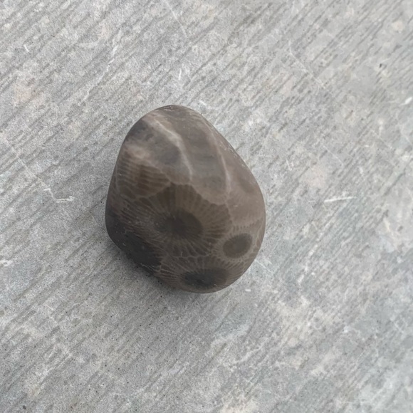 Petoskey stone - Picture 2 of 7